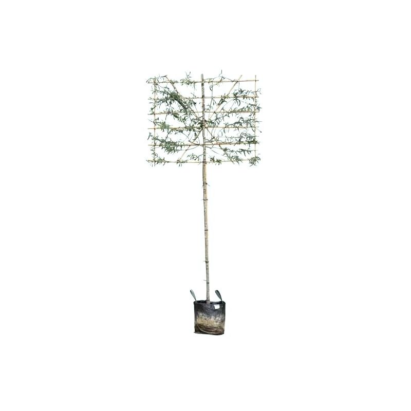 Pyrus Pendula - leiboom