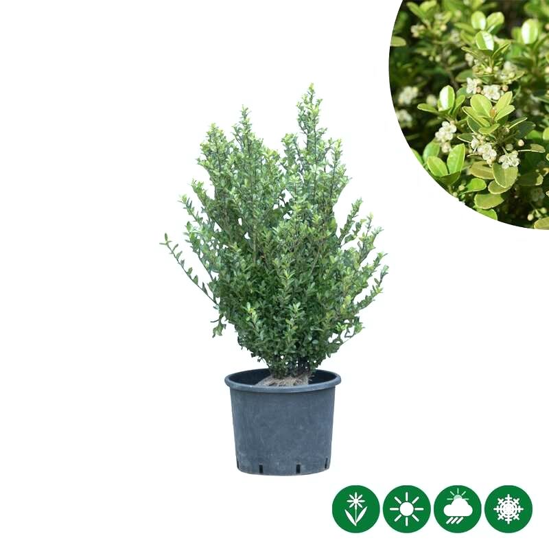 Ilex crenata - haag