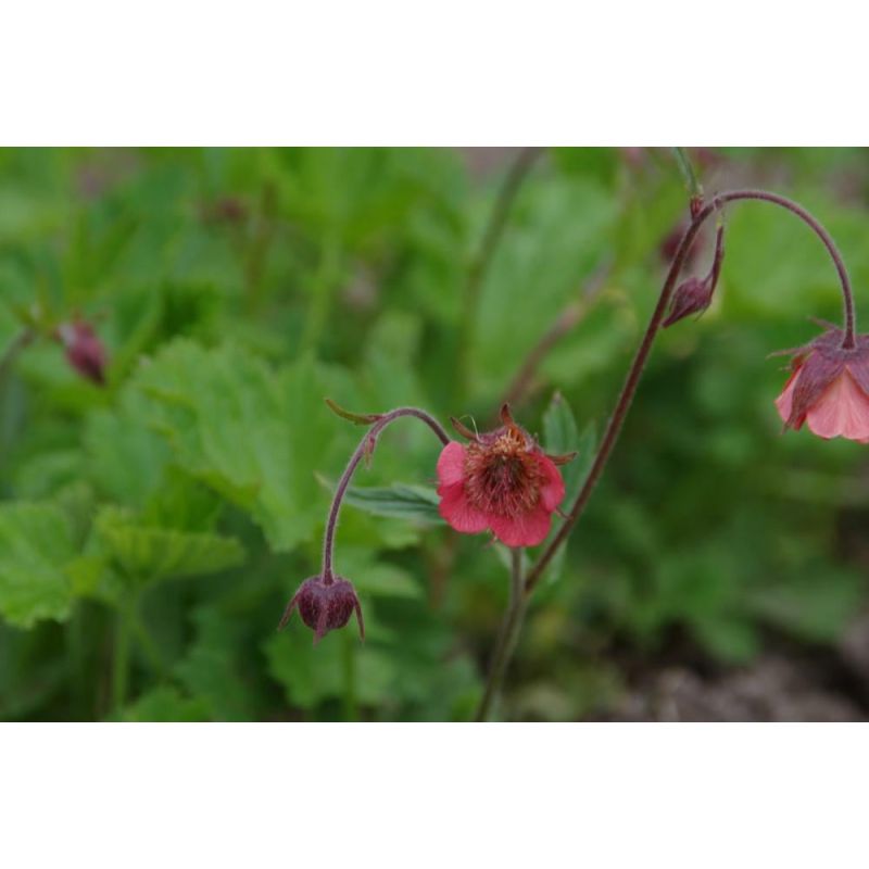 Geum Leonard's Variety 