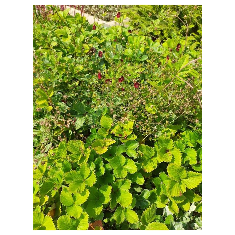 Potentilla Gibson's Scarlet 