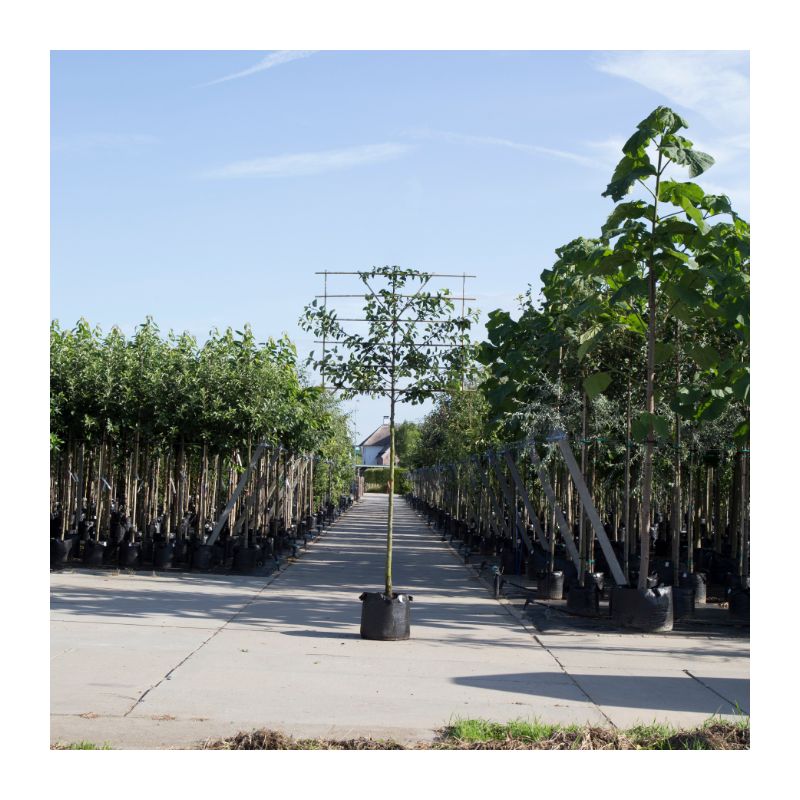 Pyrus Gieser Wildeman - leiboom 
