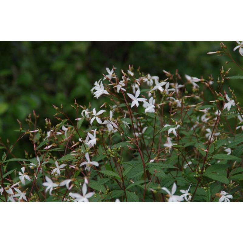 Gillenia trifoliata 