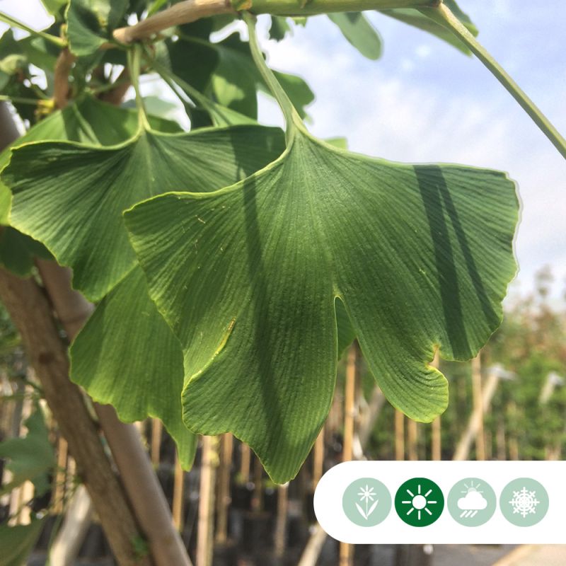 Ginkgo biloba 