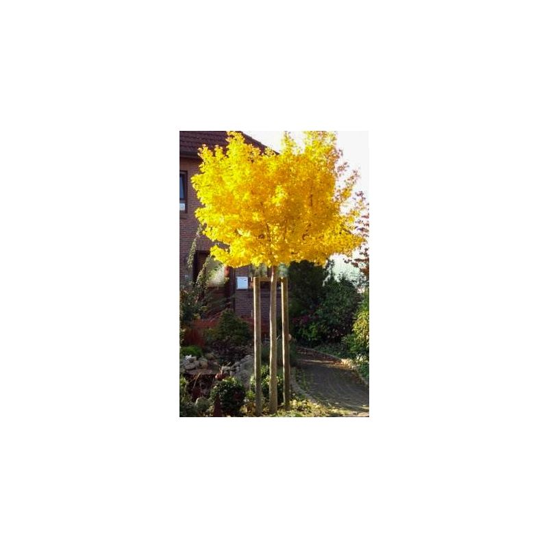 Ginkgo Mariken