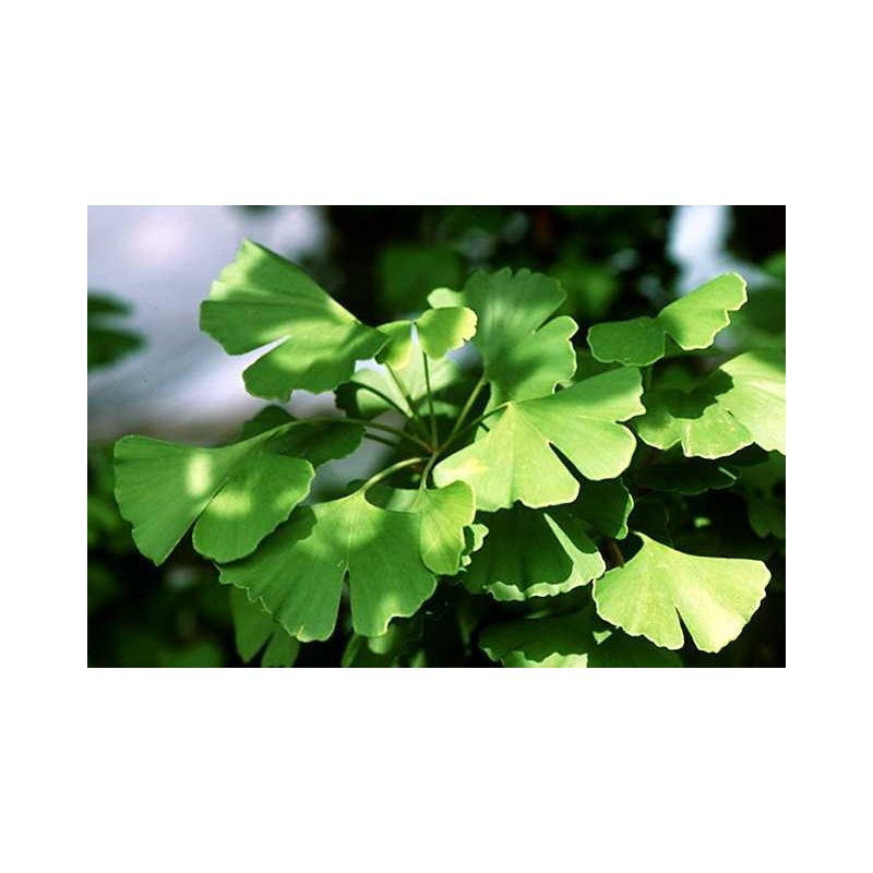 Ginkgo biloba 