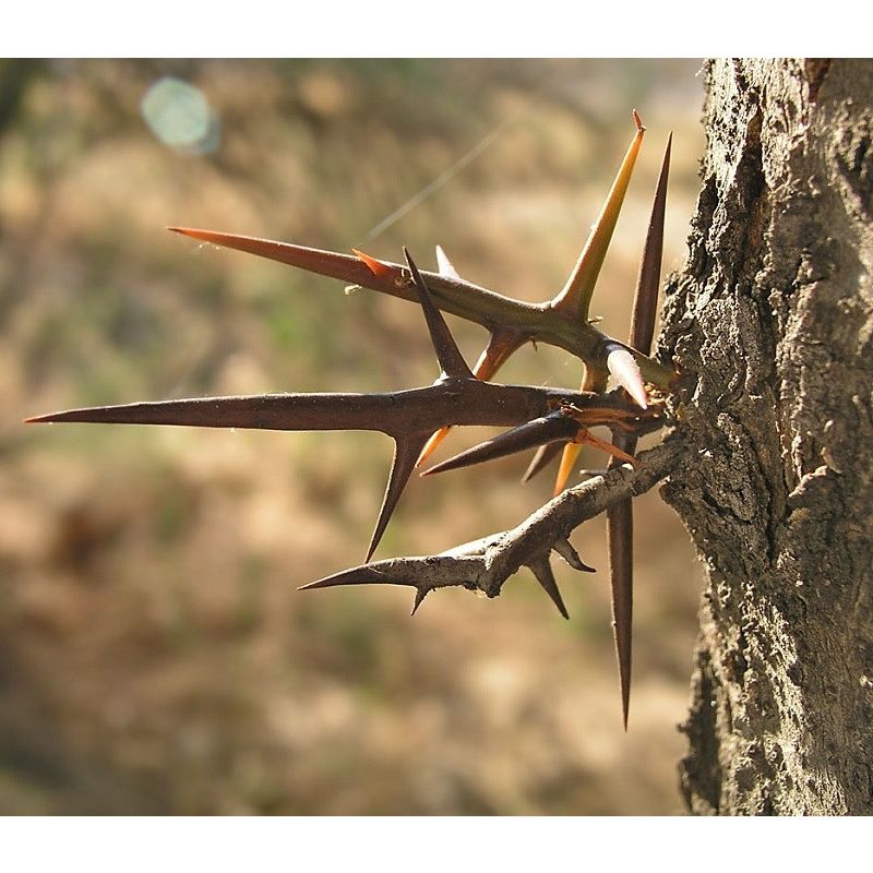 Gleditsia Inermis 