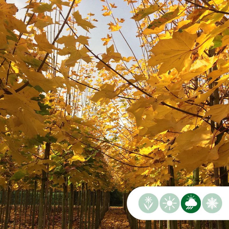Acer Globosum - bolboom