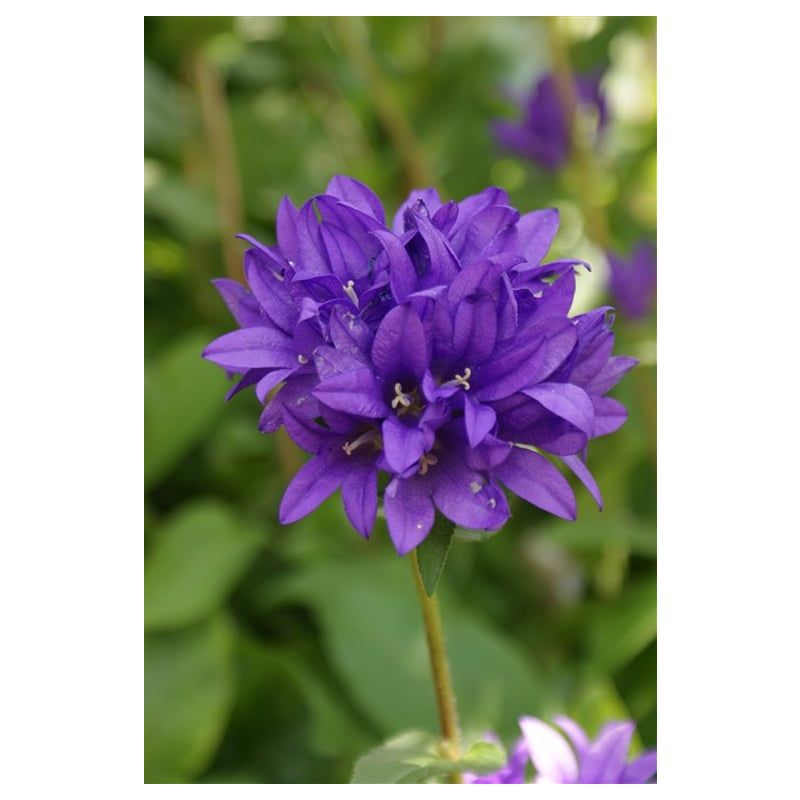 Campanula glomerata