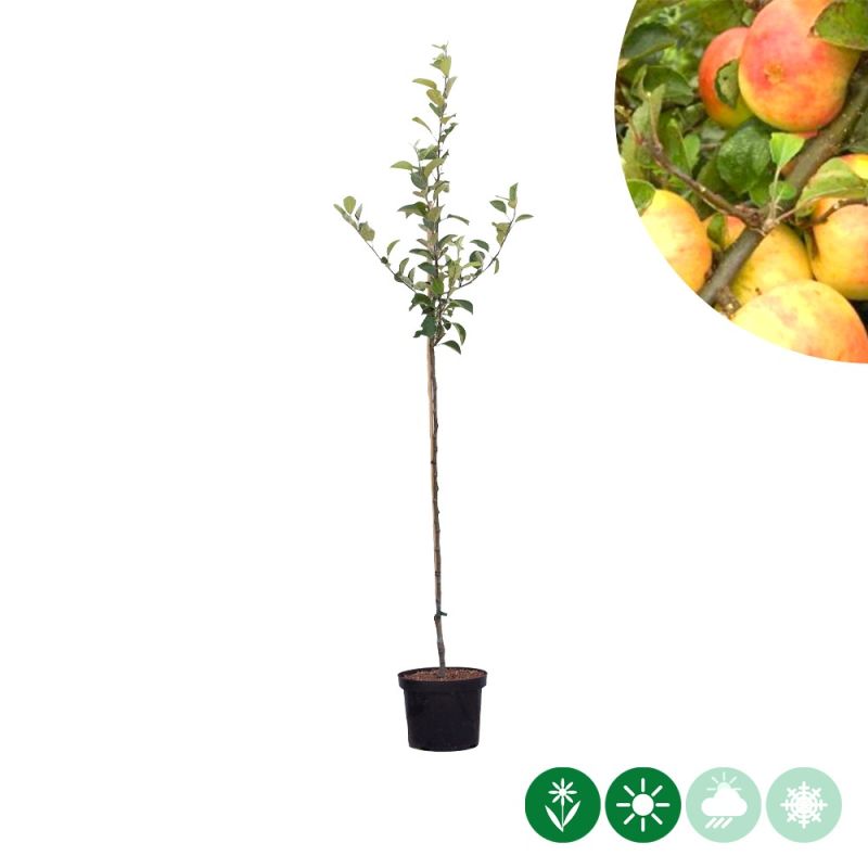 Malus Glorie van Holland