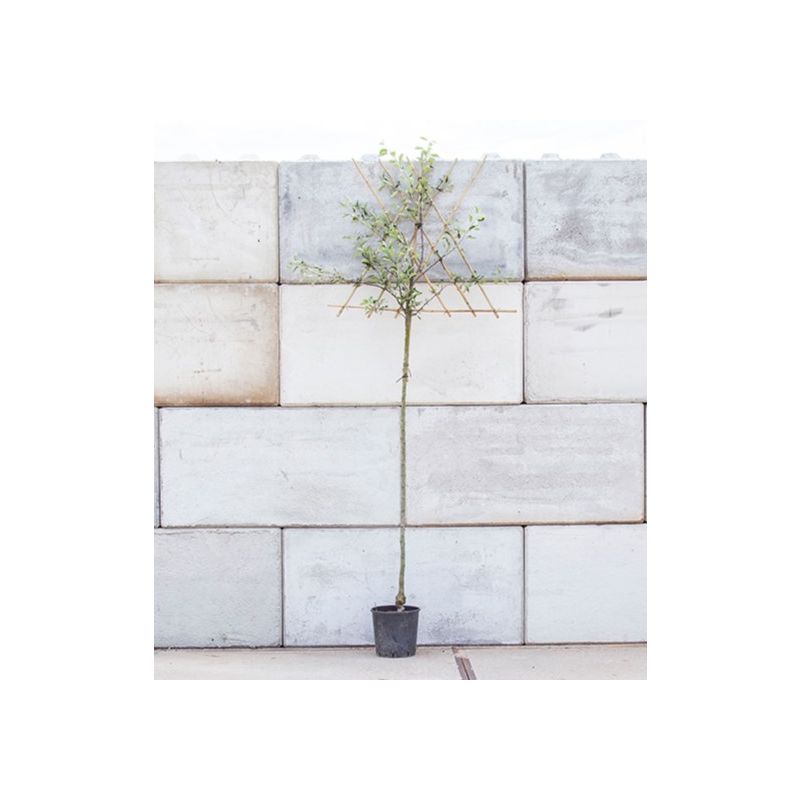 Malus Golden Delicious - leiboom hoogstam