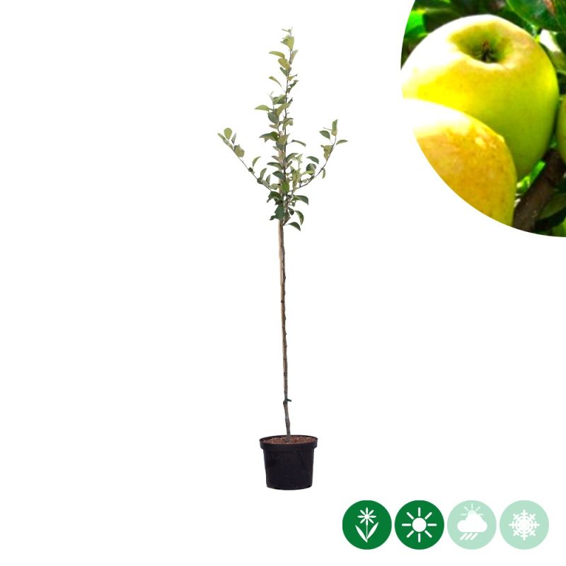 Malus Golden Delicious