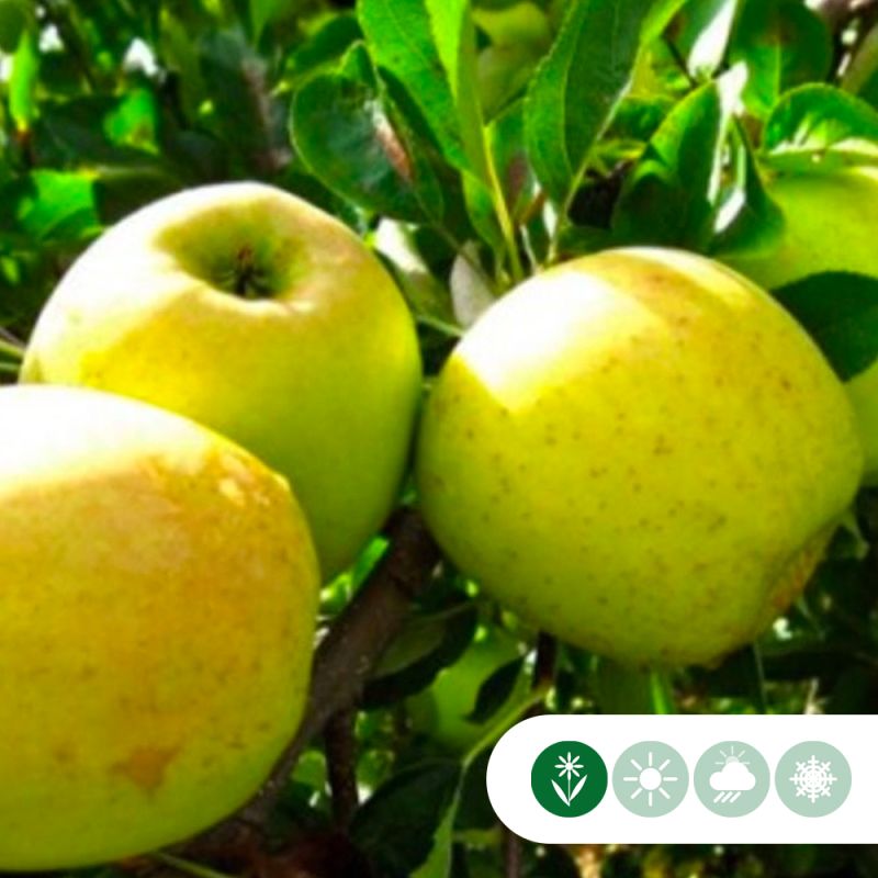 Malus Golden Delicious - leiboom hoogstam