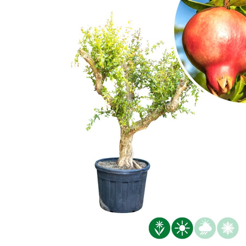 Punica granatum