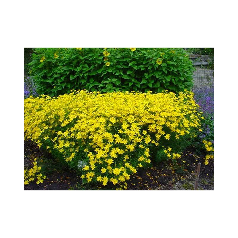 Coreopsis Grandiflora