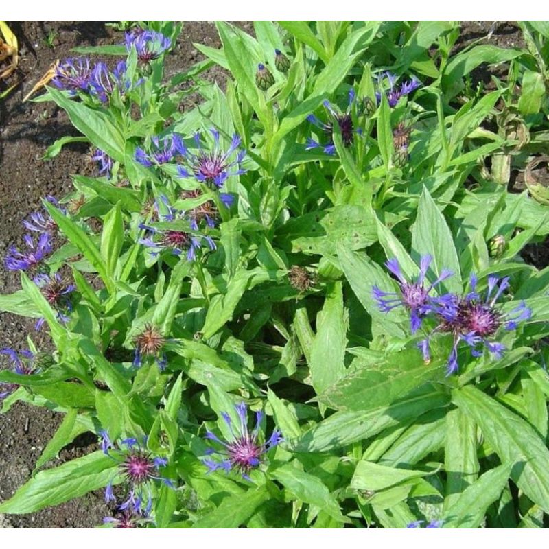 Centaurea Grandiflora