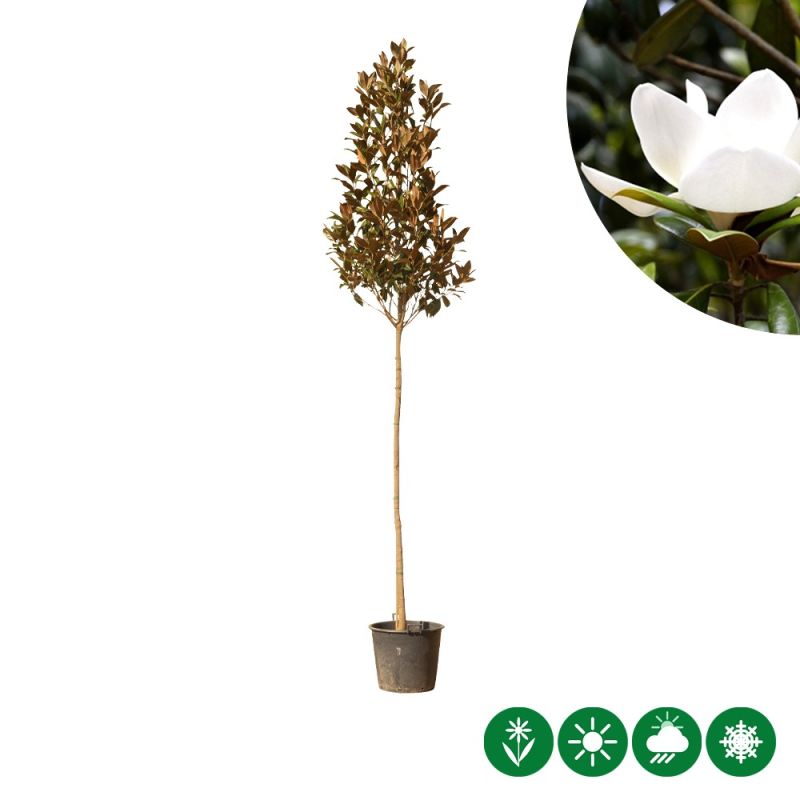 Magnolia grandiflora