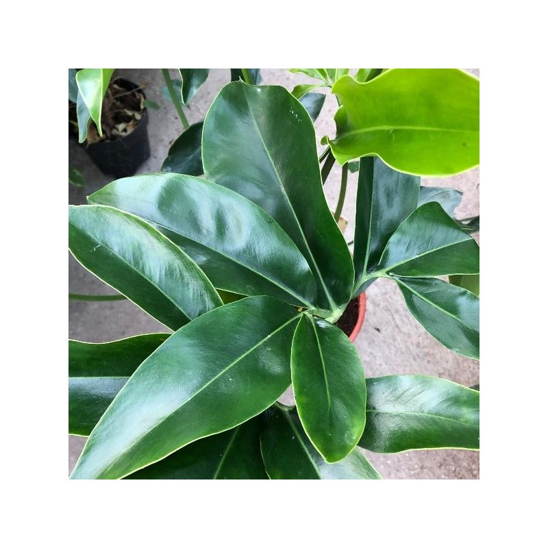 Philodendron Green Wonder eenvoudig en snel online bestellen?