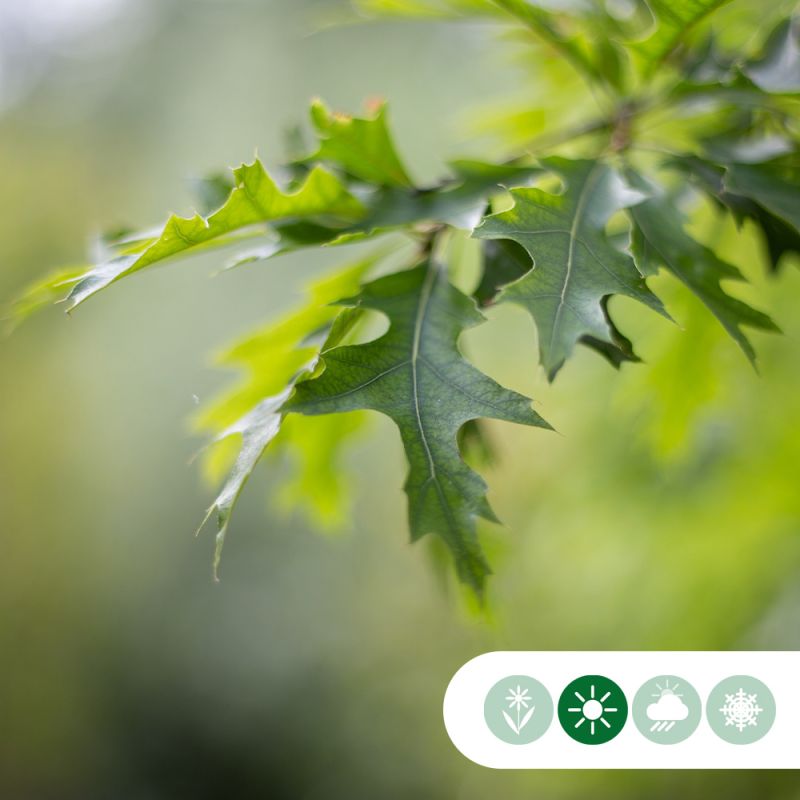 Quercus Green Dwarf