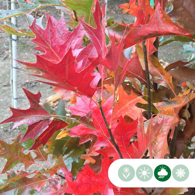 Quercus Green Dwarf
