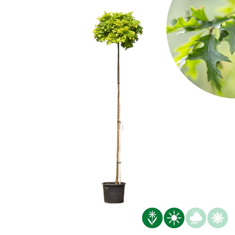 Quercus Green Dwarf