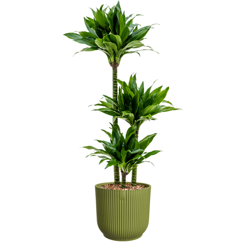 Dracaena Green Jewel in Vibes groen