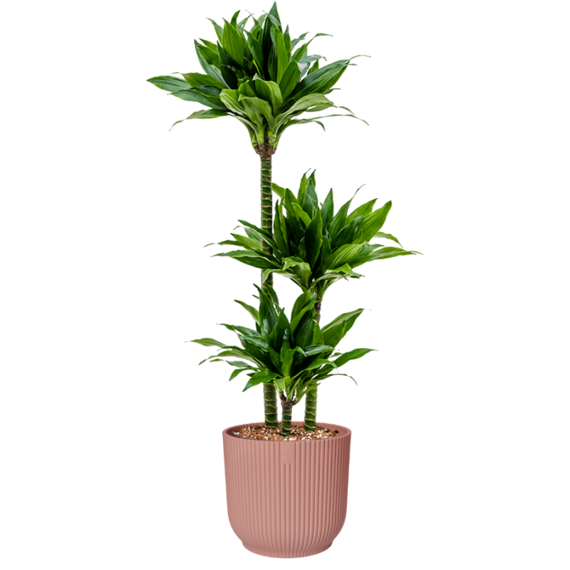 Dracaena Green Jewel in Vibes roze