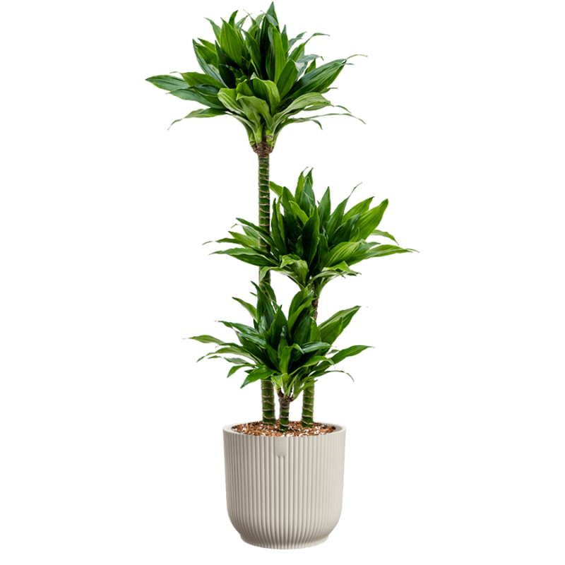 Dracaena Green Jewel in Vibes wit
