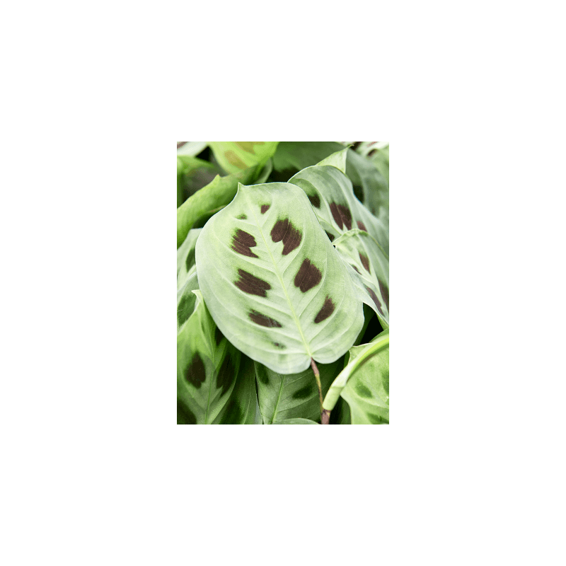 Maranta Green Kim