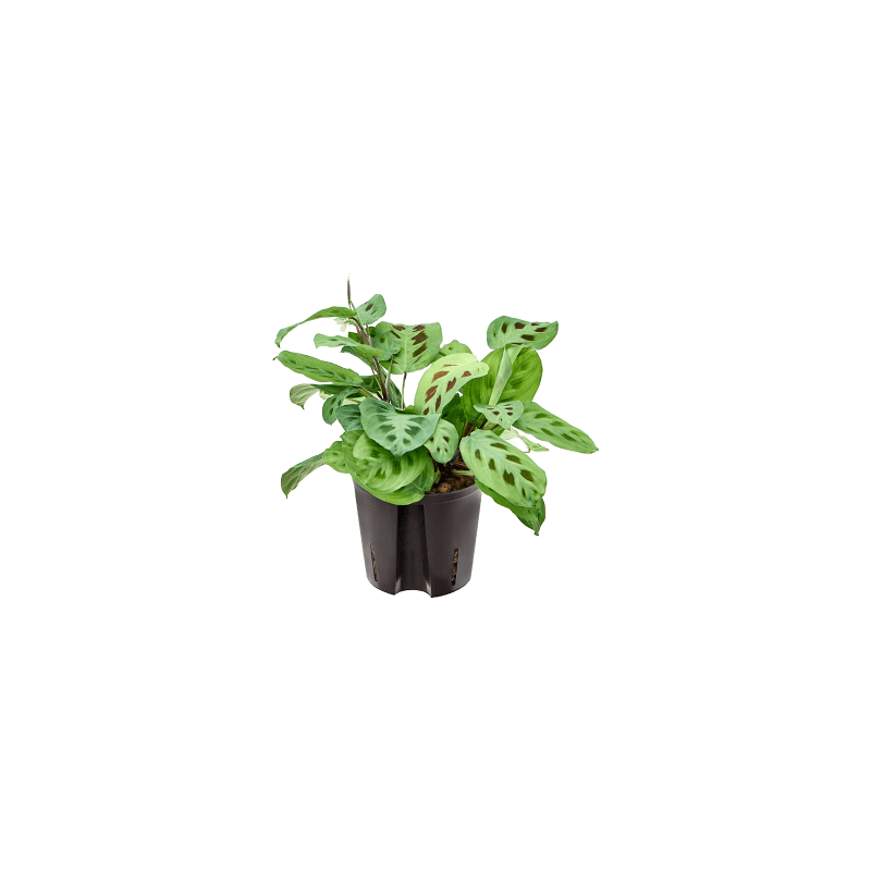 Maranta Green Kim
