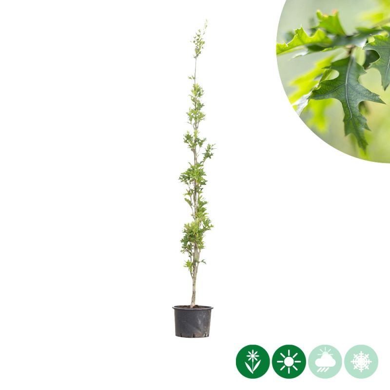 Quercus Green Pillar