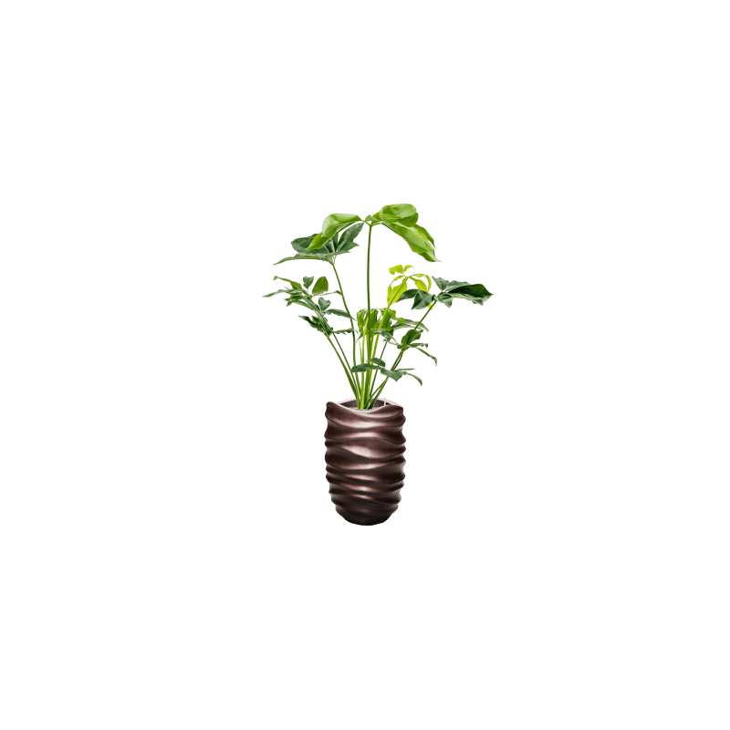 Philodendron Green Wonder eenvoudig en snel online bestellen?