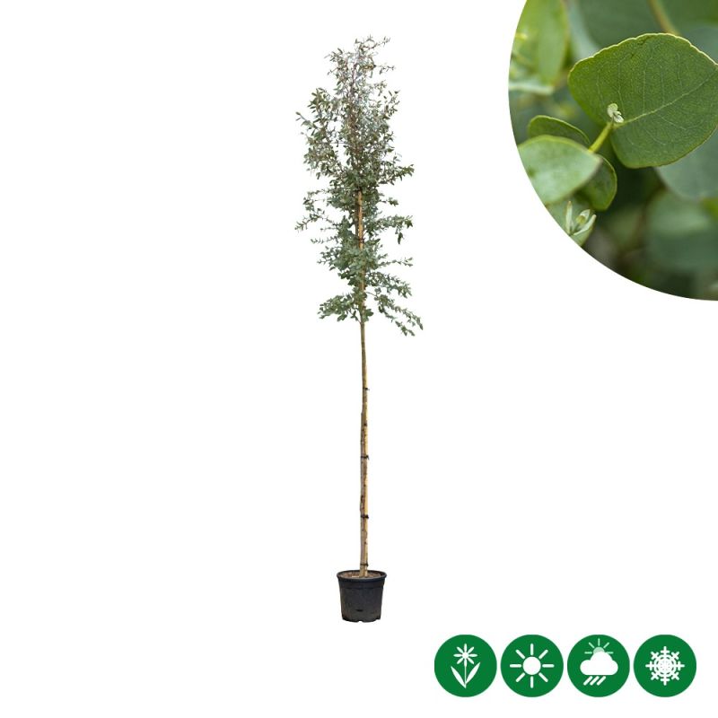 Eucalyptus gunnii - hoogstam