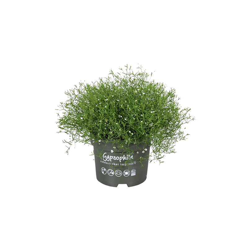 Gypsophila Alba 