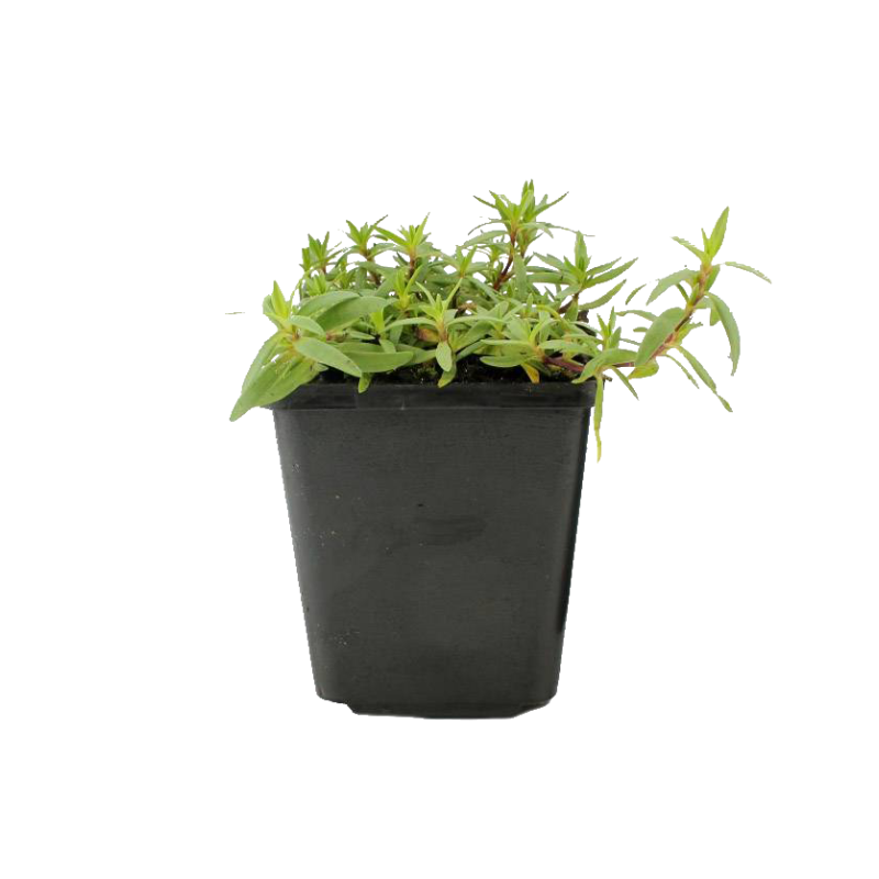 Gypsophila Rosea 