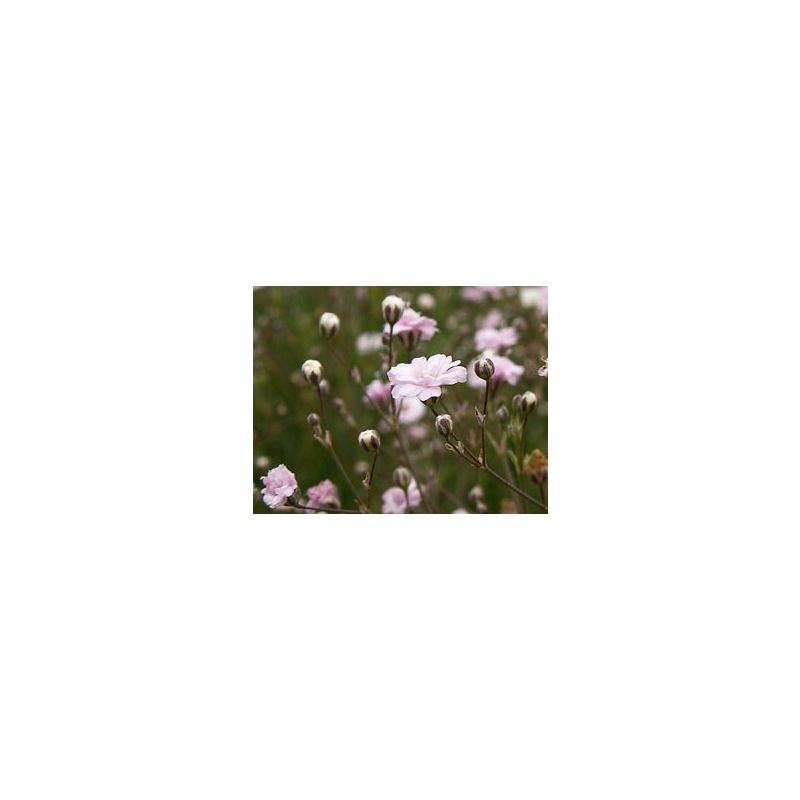 Gypsophila Rosenschleier 