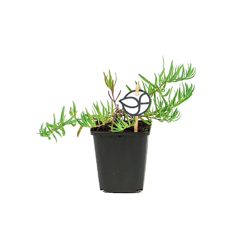 Gypsophila Rosenschleier 