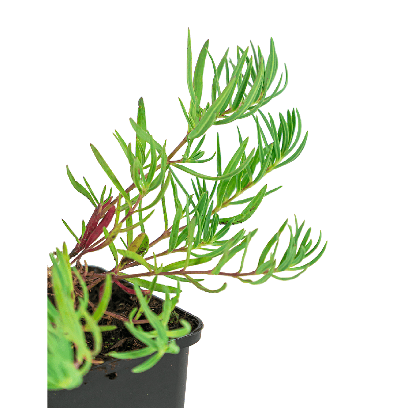 Gypsophila Rosenschleier 