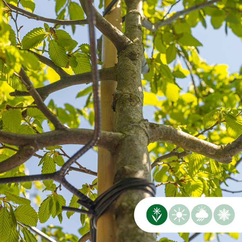 Carpinus betulus - kubus
