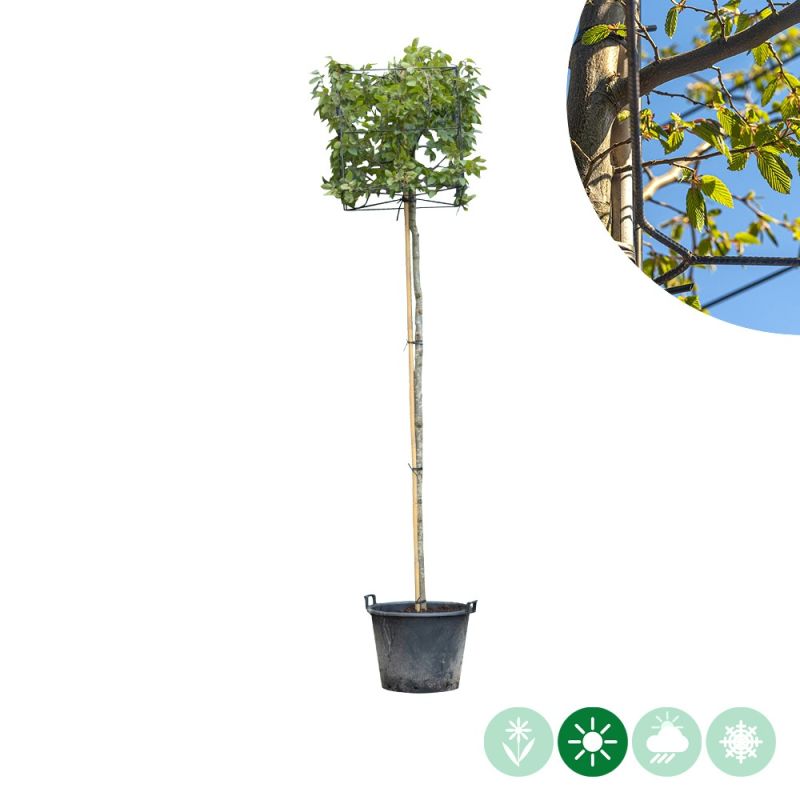 Carpinus betulus - kubus