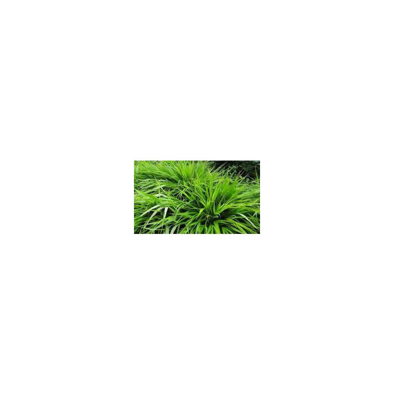 Hakonechloa macra 