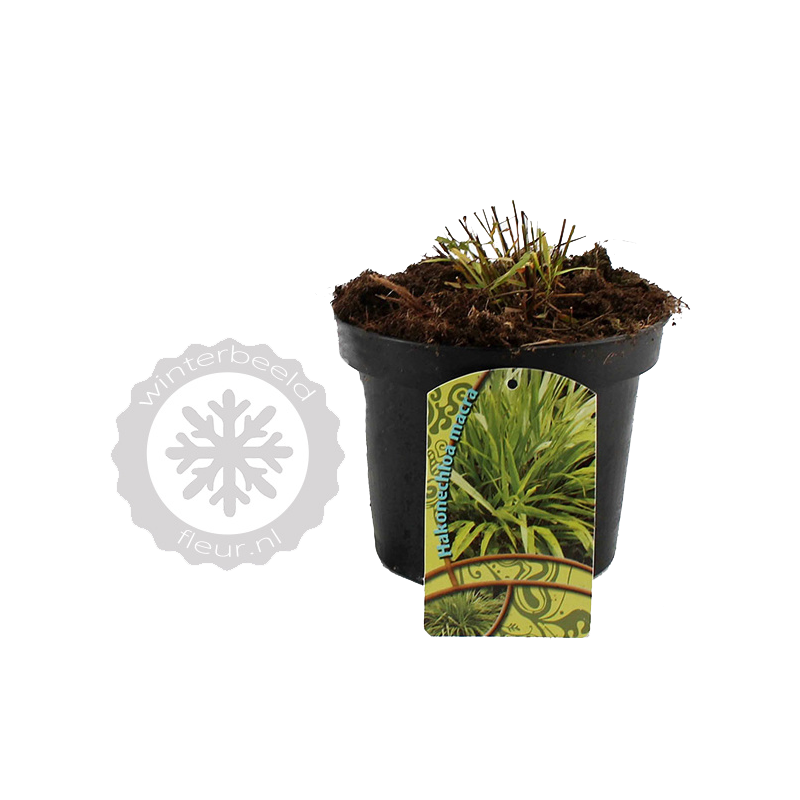 Hakonechloa macra 