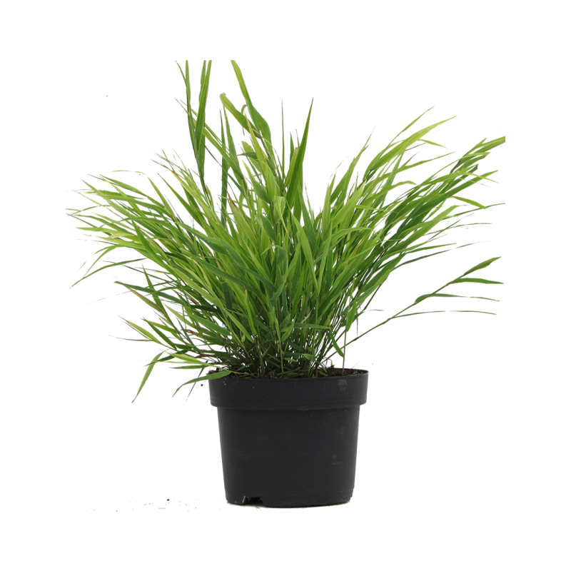 Hakonechloa macra 