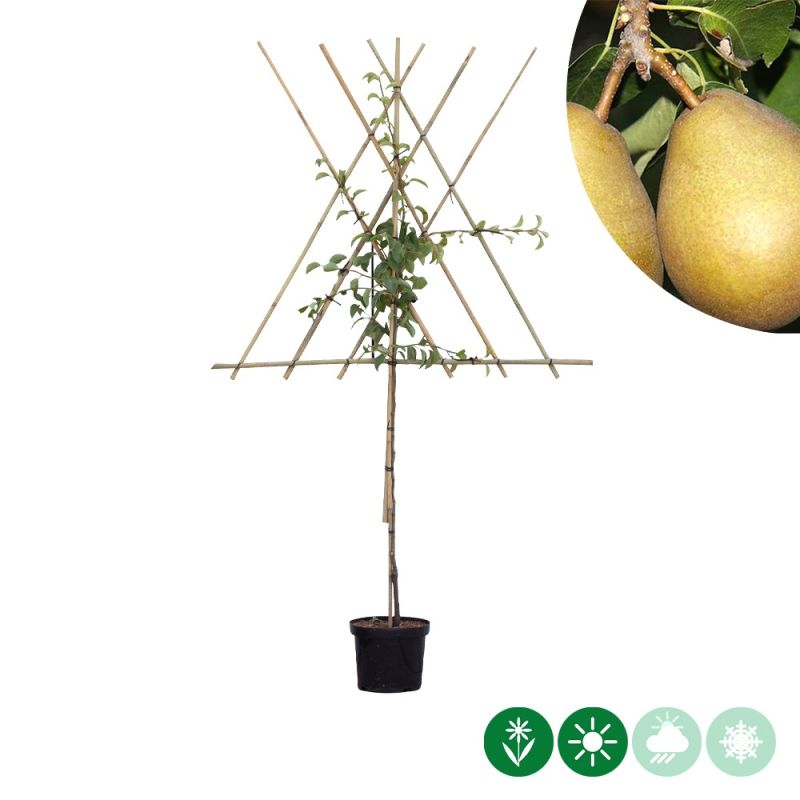 Pyrus Beurré Hardy - leiboom