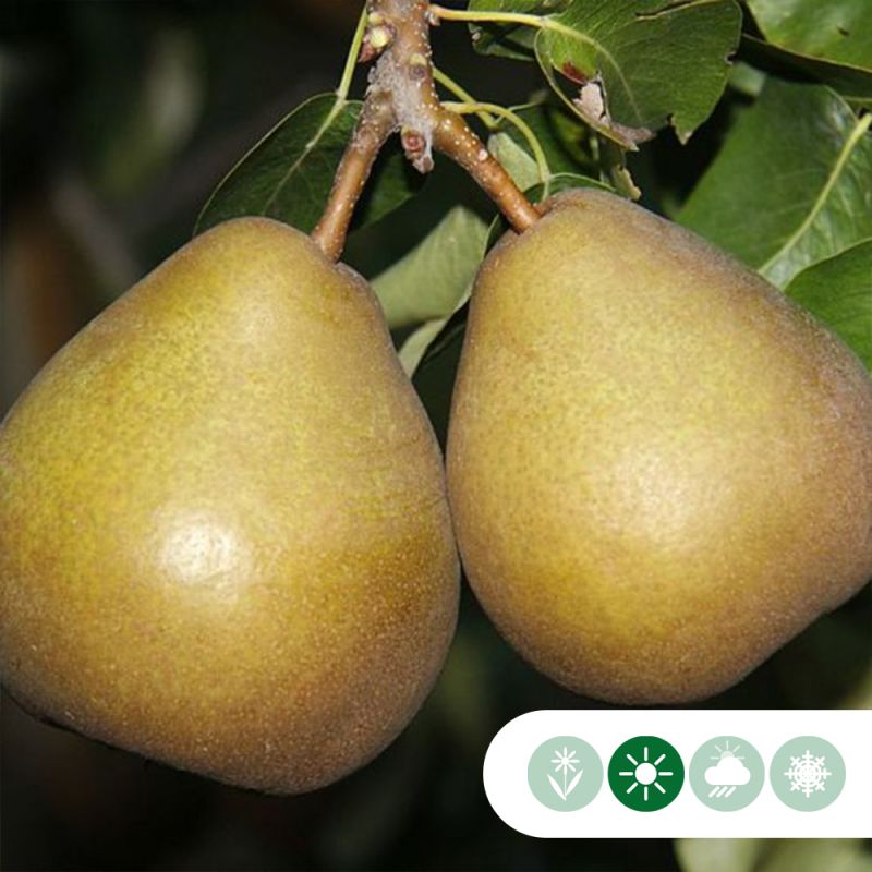 Pyrus Beurré Hardy - leiboom