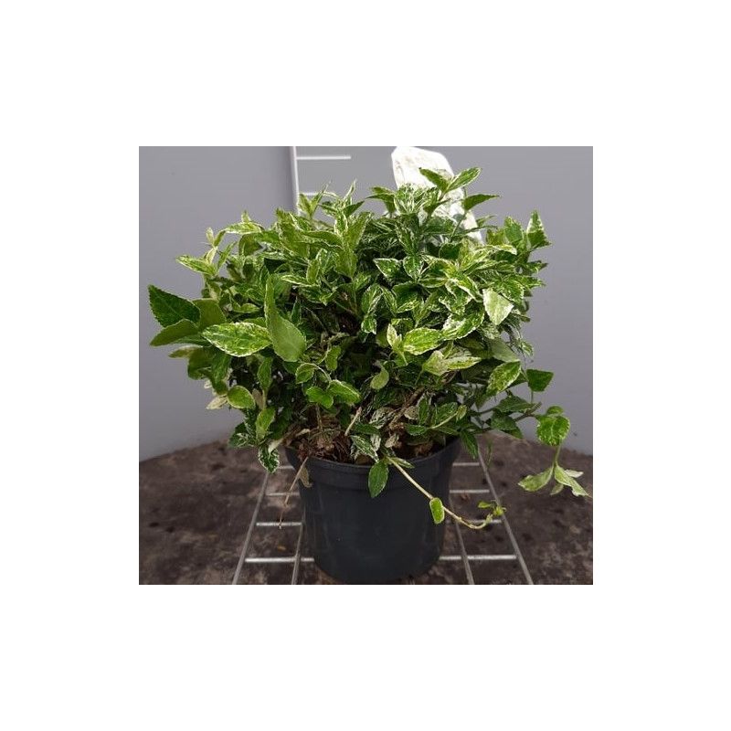 Euonymus Harlequin 