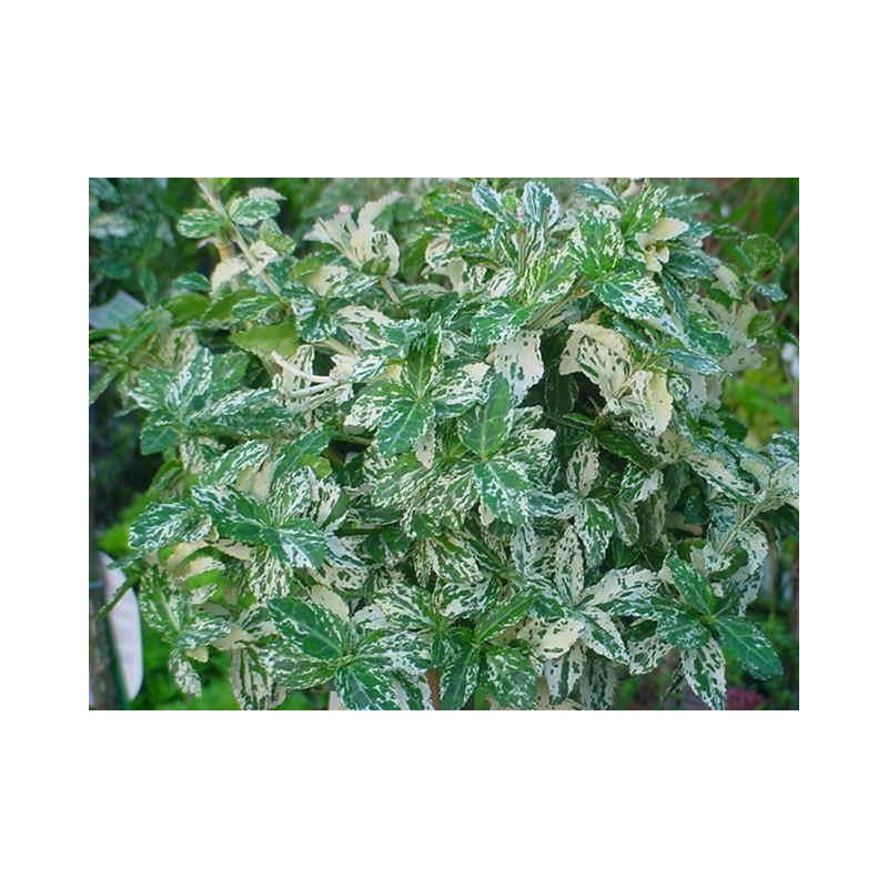 Euonymus Harlequin 