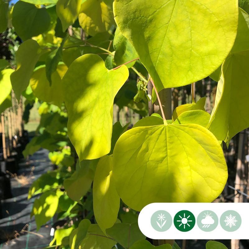 Cercis Hearts of Gold