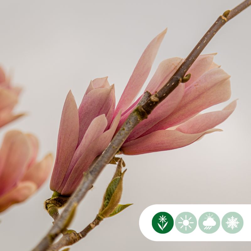 Magnolia Heaven Scent