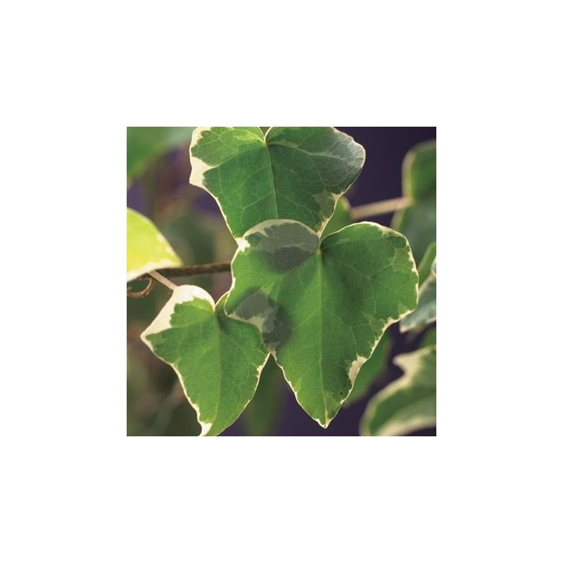Hedera Glacier