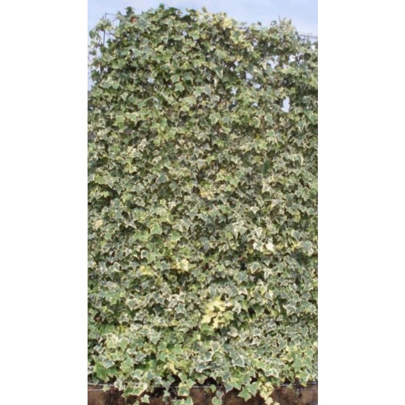 Hedera Goldchild